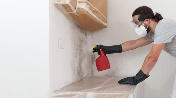 Professional Basement Mold Remediation technician working in Lake Elmo, MN
